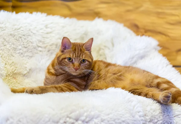 Oturma Odasındaki Beyaz Koltukta Kırmızı Bir Tekir Kedi Yatıyor — Stok fotoğraf