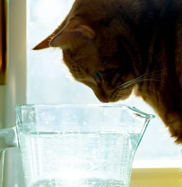 Röd Katt Dricker Vatten Från Blomma Vattenkanna Det Ljusa Solljuset — Stockfoto