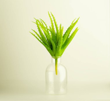 Minimalizm, şeffaf bir araçtaki aloe hafif arka planda, yakın plan