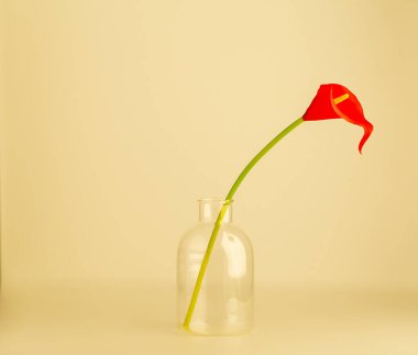 Minimalizm, şeffaf bir kapta kırmızı anthurium çiçeği, yakın plan,