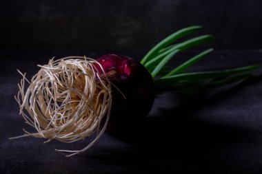 Koyu arkaplanda filizlenmiş kırmızı soğan kökleri, yakın plan.