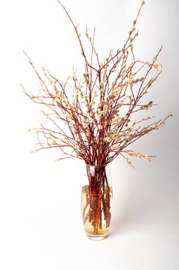 Beyaz arka planda şeffaf bir vazoda paskalya söğüdü, yakın planda söğüt dalları.