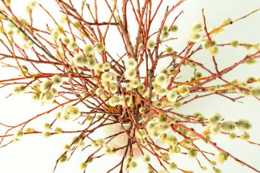 Beyaz arka planda şeffaf bir vazoda paskalya söğüdü, yakın planda söğüt dalları.