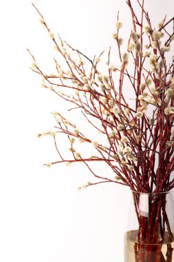 Beyaz arka planda şeffaf bir vazoda paskalya söğüdü, yakın planda söğüt dalları.