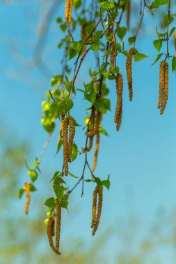 İlkbaharın başlarında huş ağacının açması, huş ağacının çiçek açmasına alerjisi, yakın plan.