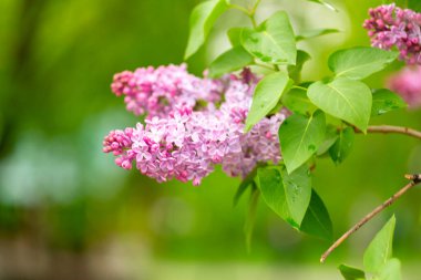 İlkbaharda bahçede çiçek açan leylak, yakın plan.