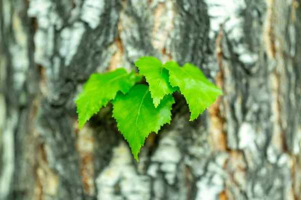 자작나무는 공원에서 나뭇잎을 가지고 촬영을 합니다 — 스톡 사진