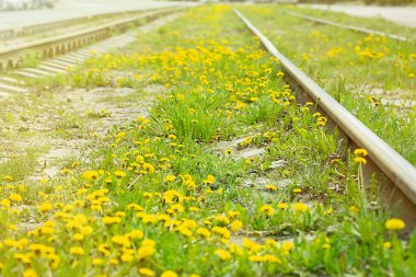İlkbaharda şehirde tramvay raylarında çiçek açan karahindibalar.