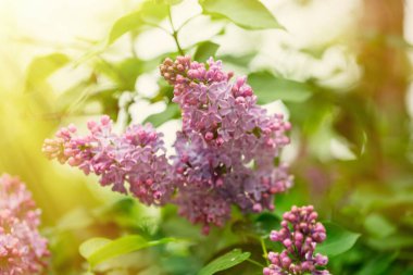 İlkbaharda bahçede çiçek açan leylak, yakın plan.