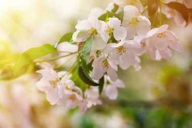 İlkbaharda parkta çiçek açan elma ağacı, yakın plan.