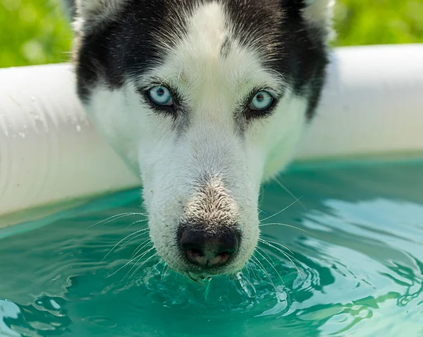 Σκύλος Husky Φυλή Παίζει Πόσιμο Νερό Κοντινό Πλάνο — Φωτογραφία Αρχείου