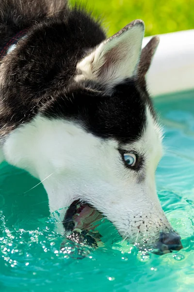 Σκύλος Husky Φυλή Παίζει Πόσιμο Νερό Κοντινό Πλάνο — Φωτογραφία Αρχείου