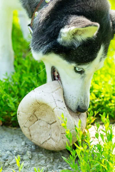 Σκύλος Husky Φυλή Παίζει Μια Μπάλα Κοντινό Πλάνο — Φωτογραφία Αρχείου