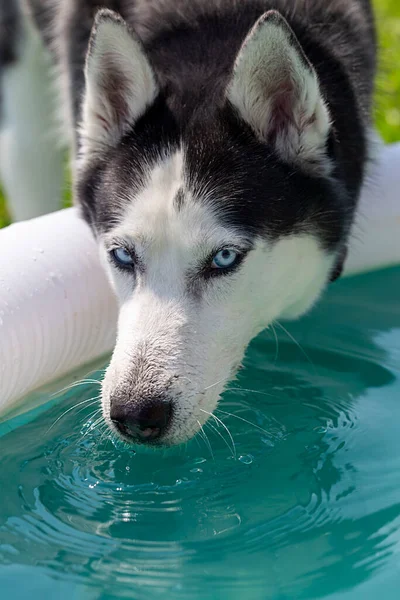 Pes Chraplavé Plemeno Hrající Pitnou Vodu Zblízka — Stock fotografie