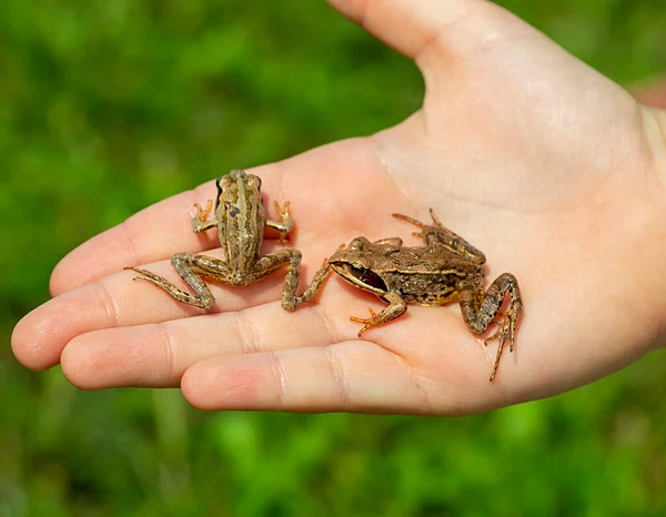 Gefangen Wilden Frosch Einer Menschlichen Hand Nahaufnahme — Stockfoto