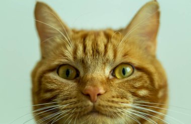 Aşağıdan gelen kırmızı bir kedinin ağızlık sesi, kısmen bulanık, yakın plan,