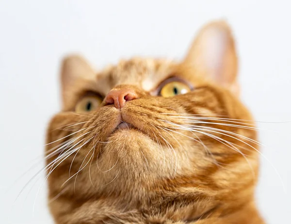 Muso Gatto Rosso Dal Basso Una Sfocatura Parziale Uno Sfondo — Foto Stock