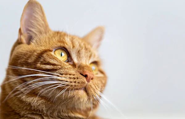 Muzzle Red Cat Partial Blur Light Background Close — Stock Photo, Image