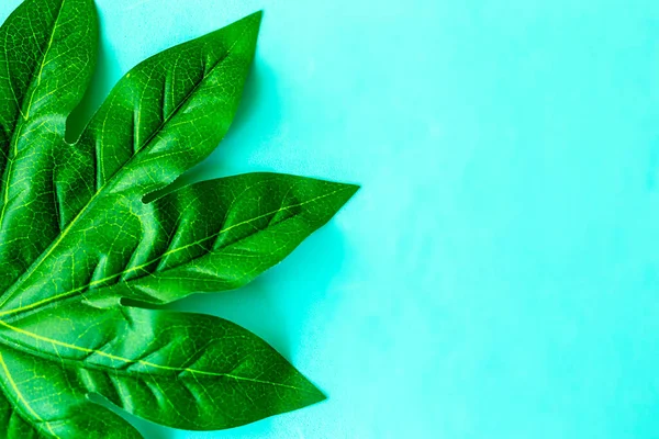 Grande Foglia Verde Sfondo Turchese Monocromatico Con Posto Registrazione Primo — Foto Stock