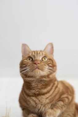 Kırmızı kedi dolaba tırmandı, alt manzara, yakın çekim.