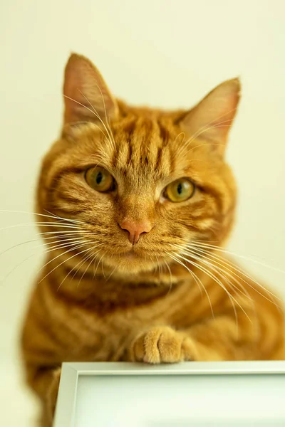 Kırmızı Kedi Dolaba Tırmandı Alt Manzara Yakın Çekim — Stok fotoğraf