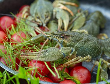 Domatesli ve dereotlu canlı kerevit, yakın plan.