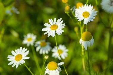 Ormandaki bir yaz tarlasında papatya çiçekleri, yakın plan.