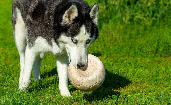 Ένα Σκυλί Husky Έχει Διασκέδαση Παίζει Μια Μπάλα Στο Γρασίδι — Φωτογραφία Αρχείου