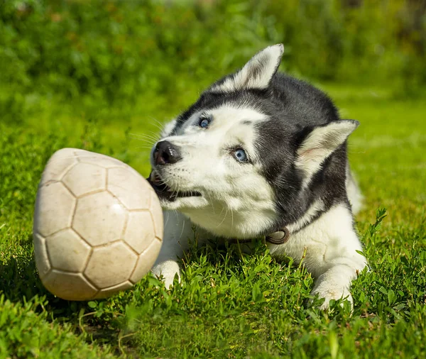 Husky Pes Baví Hrát Míčem Trávě Létě — Stock fotografie