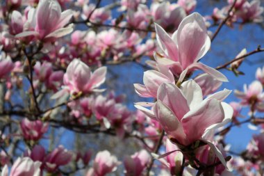Şehir parkında narin manolya çiçekleri