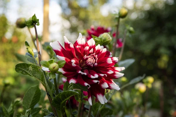 Grandes Fleurs Dahlia Dans Jardin — Photo