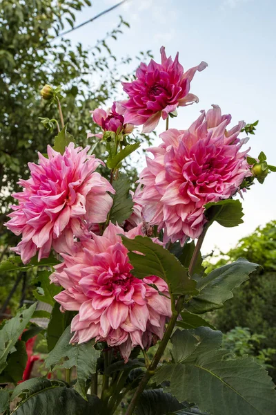 Grandes Fleurs Dahlia Dans Jardin — Photo