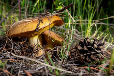 Ormandaki mantarların yakın plan fotoğrafı, yatay.
