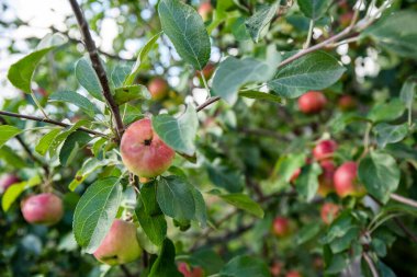 Bahçedeki yeşil dalların üzerinde olgun elmalar, yakın plan.