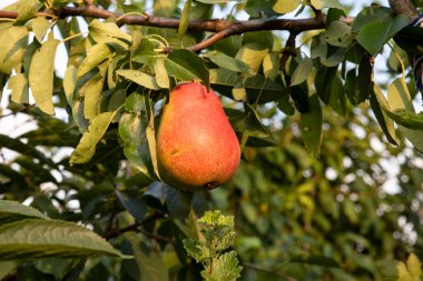 Bir dalda, güneşte, yatay olarak olgunlaşmış büyük bir armut.