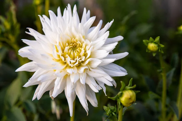 Grandes Fleurs Dahlia Dans Jardin — Photo