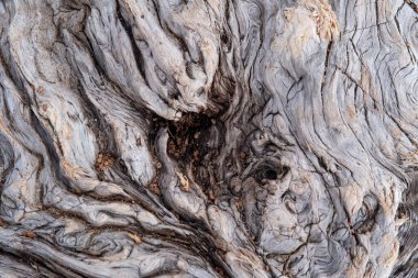 background from old wood with knots, close-up photo