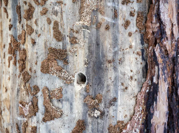 Background Old Wood Knots Close Photo — Stockfoto