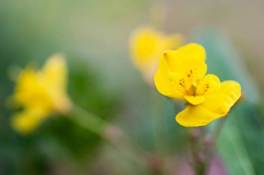 Sarı kır çiçekleri yakın plan, bulanık arkaplan, yatay