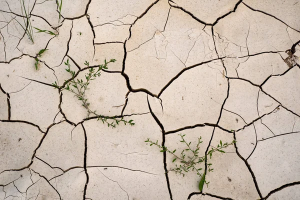 砂漠や緑の芝生の乾燥した黄色の土地の背景 — ストック写真