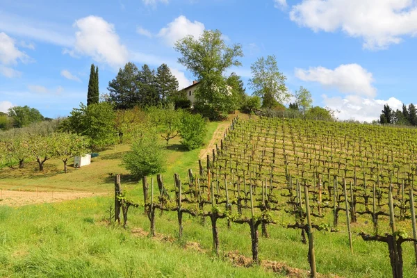 Tuscany vingård i Italien — Stockfoto