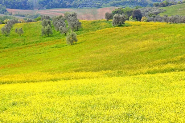 Rurale Italia - Toscana — Foto Stock