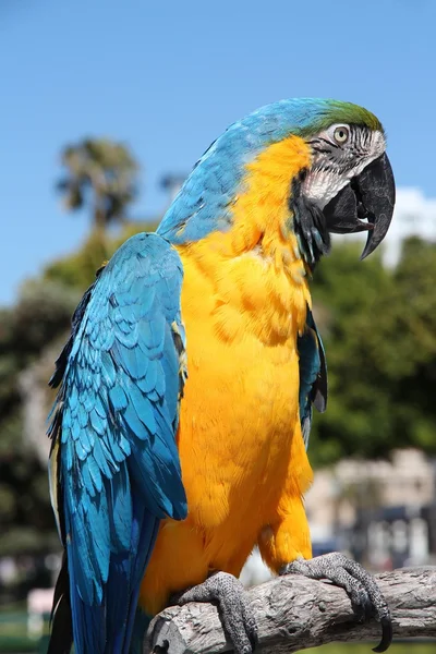 Blå och gul Macaw — Stockfoto