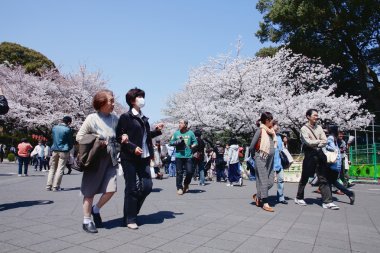 Japonya 'da kiraz çiçekleri
