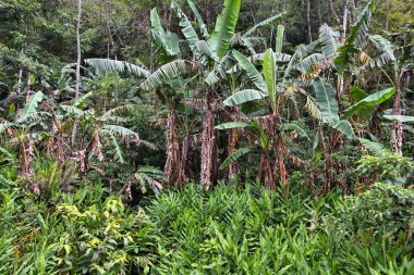Parana, Brezilya yağmur ormanları