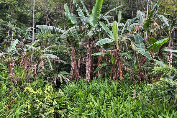 Foresta pluviale brasiliana a Parana — Foto Stock