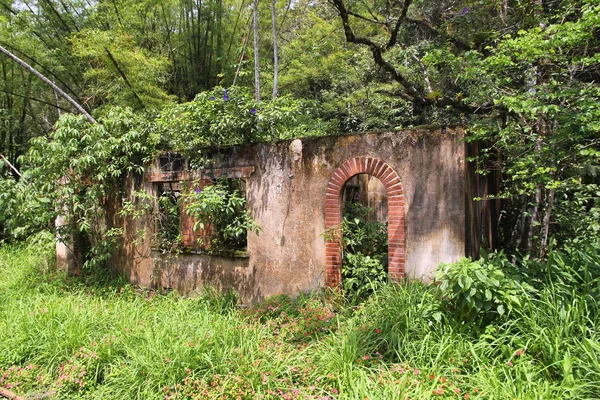 Brasil selva ruina — Foto de Stock