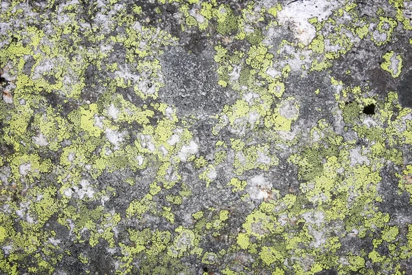 Lichen in Norway — Stock Photo, Image