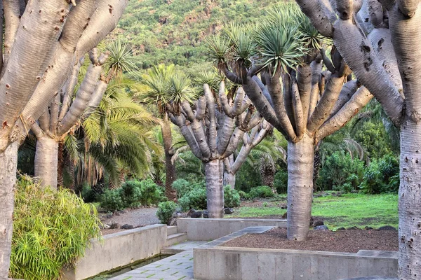 Jardin Canario, Gran Canaria — Stock fotografie