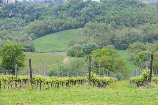 Viñedos de Toscana — Foto de Stock